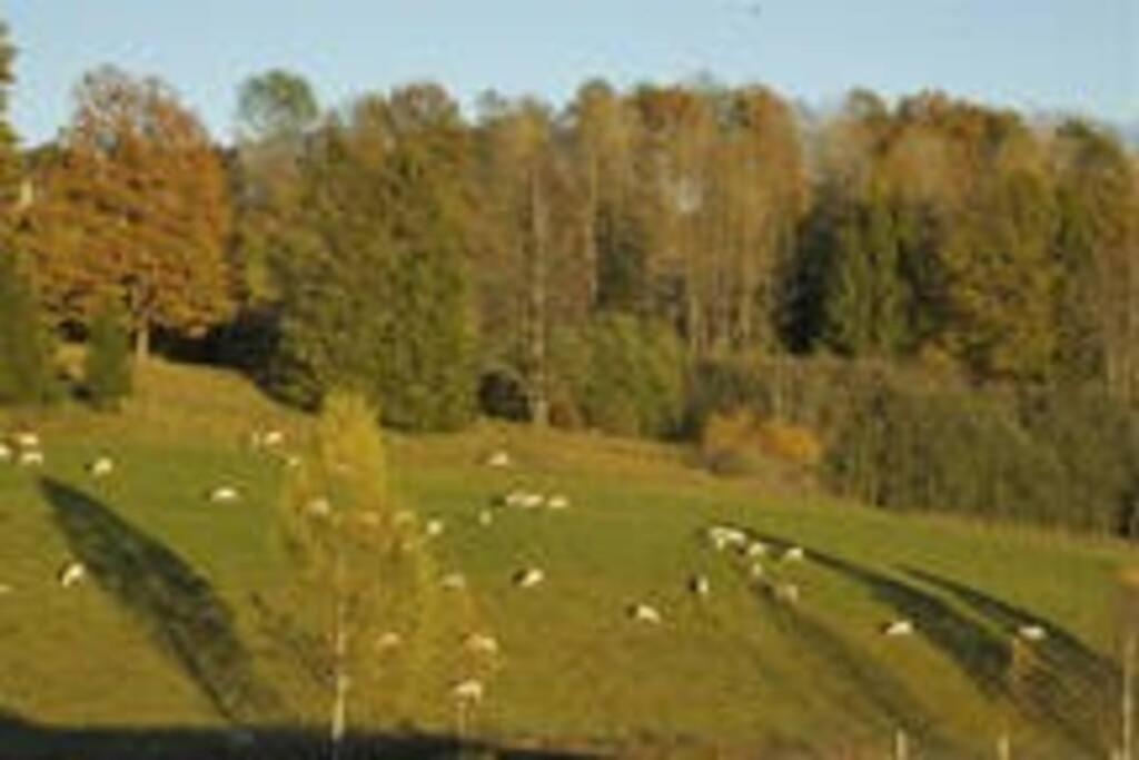 Idyllic Small Farm Appartment Tønsberg Dış mekan fotoğraf